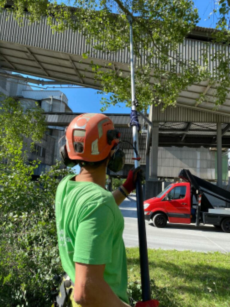 Tree Service in New Orleans